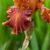 IRIS 'Carnival Time' (TB)
