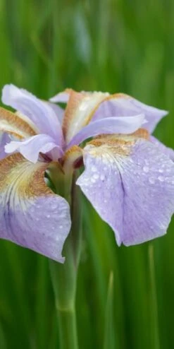 IRIS 'Rikugi-sakura'