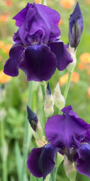 IRIS 'Sable' (TB) 1 IRIS 'Sable' (TB)