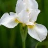 IRIS 'White Swirl' (SIB)