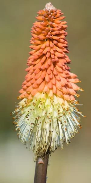 KNIPHOFIA Caulescens 2 KNIPHOFIA Caulescens - Image 2