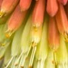 KNIPHOFIA Caulescens