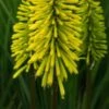 KNIPHOFIA 'Dorset Sentry'