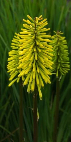 KNIPHOFIA 'Dorset Sentry'