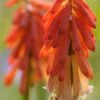 KNIPHOFIA 'Strawberries And Cream'