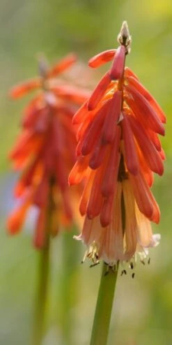 KNIPHOFIA 'Strawberries And Cream'