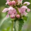 LAMIUM Maculatum 'Pink Pearls'