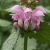LAMIUM Maculatum 'Pink Pewter'