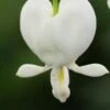LAMPROCAPNOS Spectabilis 'Alba'