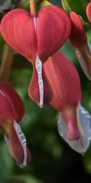 LAMPROCAPNOS Spectabilis 'Valentine' 2 LAMPROCAPNOS Spectabilis 'Valentine' - Image 2