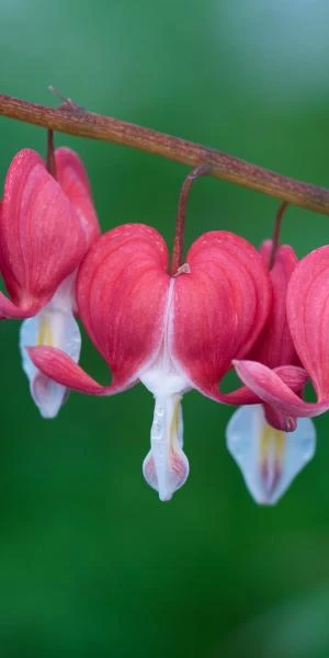 LAMPROCAPNOS Spectabilis 'Valentine' 1 LAMPROCAPNOS Spectabilis 'Valentine'