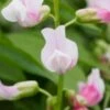 LATHYRUS Vernus 'Alboroseus'