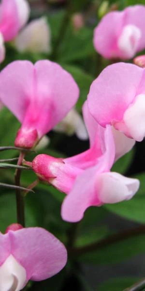 LATHYRUS Vernus 'Dark Pink' 1 LATHYRUS Vernus 'Dark Pink'