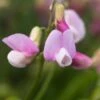 LATHYRUS Vernus 'Pendulus'