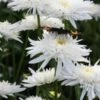 LEUCANTHEMUM X Superbum 'Eisstern'