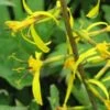 LIGULARIA Przewalskii
