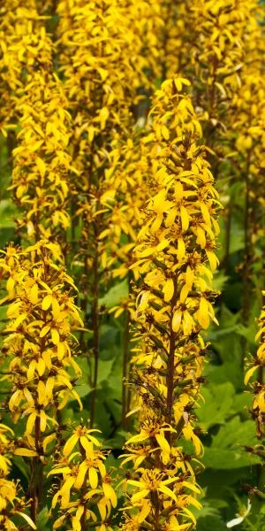 LIGULARIA Stenocephala 1 LIGULARIA Stenocephala