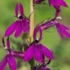 LOBELIA X Speciosa 'Hadspen Purple' PBR