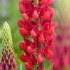 LUPINUS 'Morello Cherry'