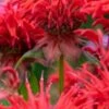 MONARDA 'Cambridge Scarlet'