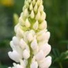 LUPINUS 'Noble Maiden' (Band Of Nobles Series)
