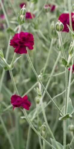 LYCHNIS Coronaria 'Gardeners World'