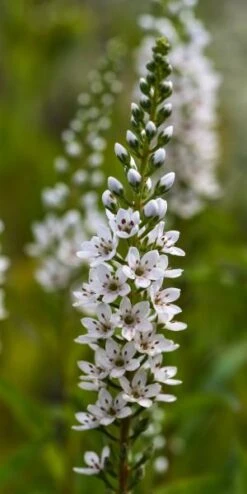 LYSIMACHIA Barystachys
