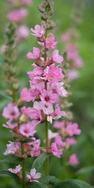 LYTHRUM Salicaria 'Blush' 1 LYTHRUM Salicaria 'Blush'