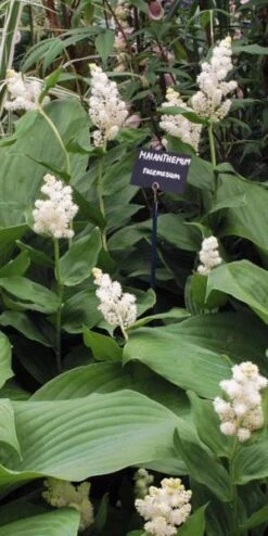 New Release -Hardy Garden Verkoop maianthemum racemosum 5210101