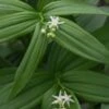 MAIANTHEMUM Stellatum