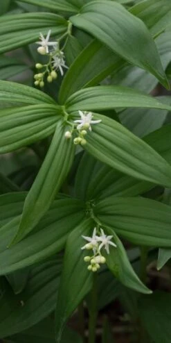 MAIANTHEMUM Stellatum