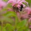 MONARDA 'Croftway Pink'
