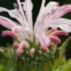 MONARDA 'Fishes'
