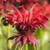 MONARDA 'Gardenview Scarlet'