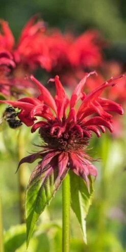 MONARDA 'Gardenview Scarlet'