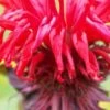 MONARDA 'Jacob Cline'