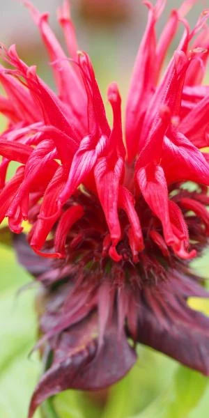 MONARDA 'Jacob Cline' 1 MONARDA 'Jacob Cline'