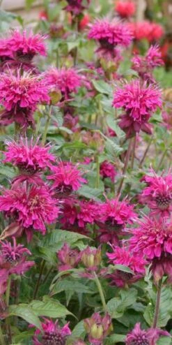 MONARDA 'Loddon Crown'