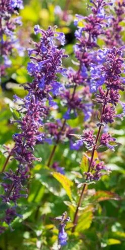 NEPETA Italica