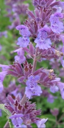 NEPETA Racemosa 'Walker's Low'