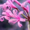 NERINE Bowdenii 'Stewart Gilkison'
