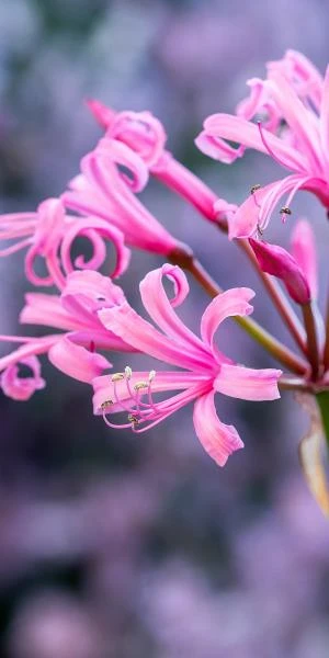 NERINE Bowdenii 'Stewart Gilkison' 1 NERINE Bowdenii 'Stewart Gilkison'
