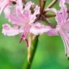 NERINE Wellsii Pale Form