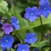 OMPHALODES Cappadocica 'Cherry Ingram'