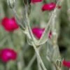 LYCHNIS Coronaria