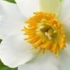 PAEONIA Emodi