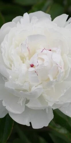 PAEONIA Lactiflora 'Festiva Maxima'