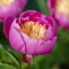 PAEONIA Lactiflora 'Bowl Of Beauty'