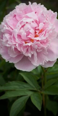 PAEONIA Lactiflora 'Sarah Bernhardt'