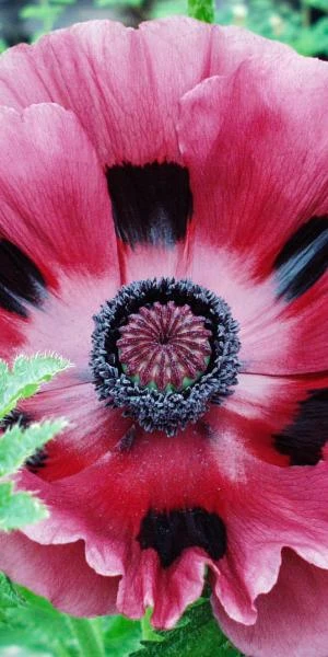 PAPAVER Orientale 'Patty's Plum' 1 PAPAVER Orientale 'Patty's Plum'